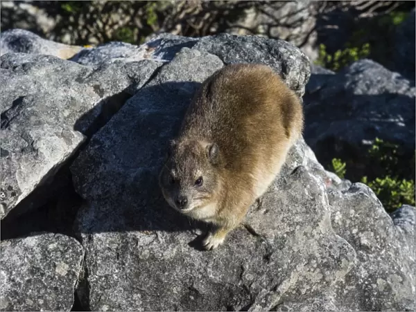 Rock hyrax (Procavia capensis) (dassie), Table Mountain, Cape Town, South Africa, Africa