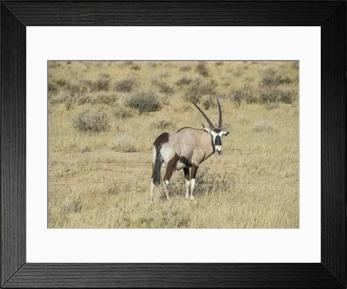 Framed Print : Oryx, Kalahari Transfrontier Park, South Africa, Africa Framed Print : Oryx, Kalahari Transfrontier Park, South Africa, Africa