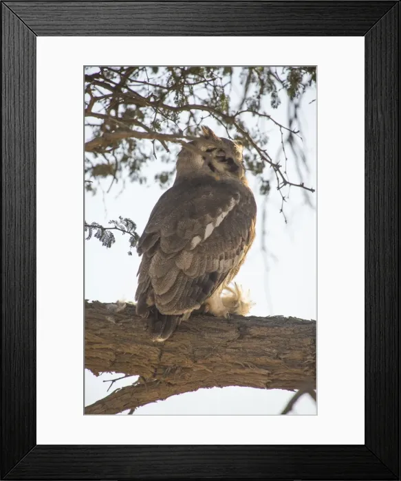 Framed Print : Southern white-faced owl (Ptilopsis granti), Kalahari Transfrontier Park, South Africa Framed Print : Southern white-faced owl (Ptilopsis granti), Kalahari Transfrontier Park, South Africa