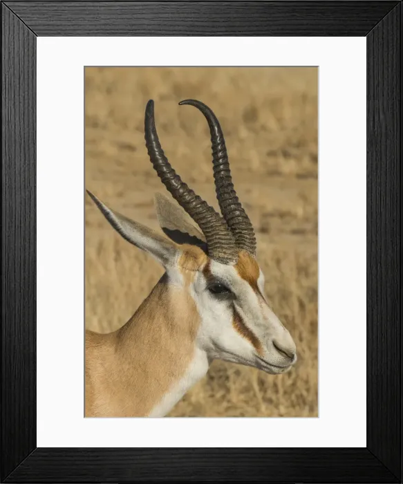 Framed Print : Springbok Antelope (Antidorcas marsupialis), Kalahari Transfrontier Park, South Africa Framed Print : Springbok Antelope (Antidorcas marsupialis), Kalahari Transfrontier Park, South Africa