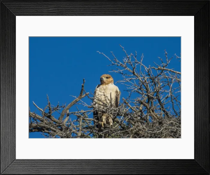 Framed Print : Martial eagle (Polemaetus bellicosus), Kalahari Transfrontier Park, South Africa, Africa Framed Print : Martial eagle (Polemaetus bellicosus), Kalahari Transfrontier Park, South Africa, Africa
