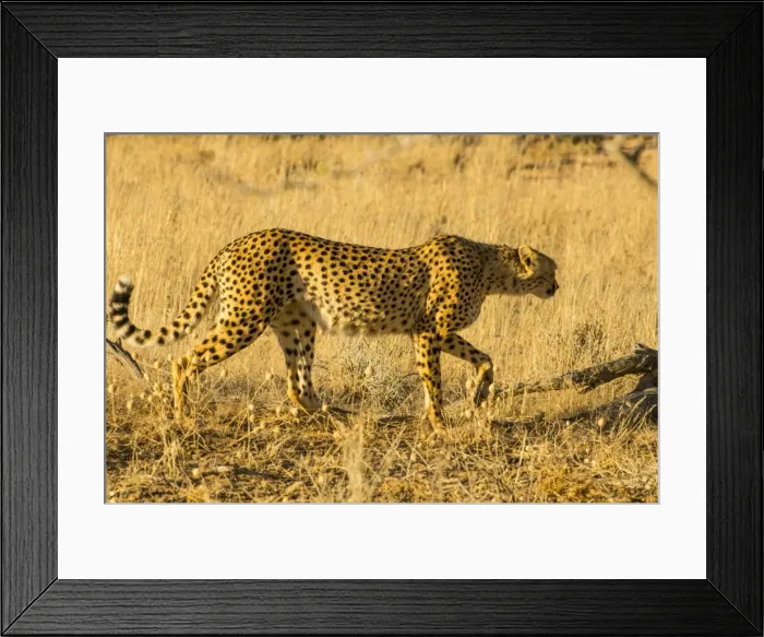 Framed Print : South African cheetah (Acinonyx jubatus jubatus), Kalahari Transfrontier Park, South Africa Framed Print : South African cheetah (Acinonyx jubatus jubatus), Kalahari Transfrontier Park, South Africa