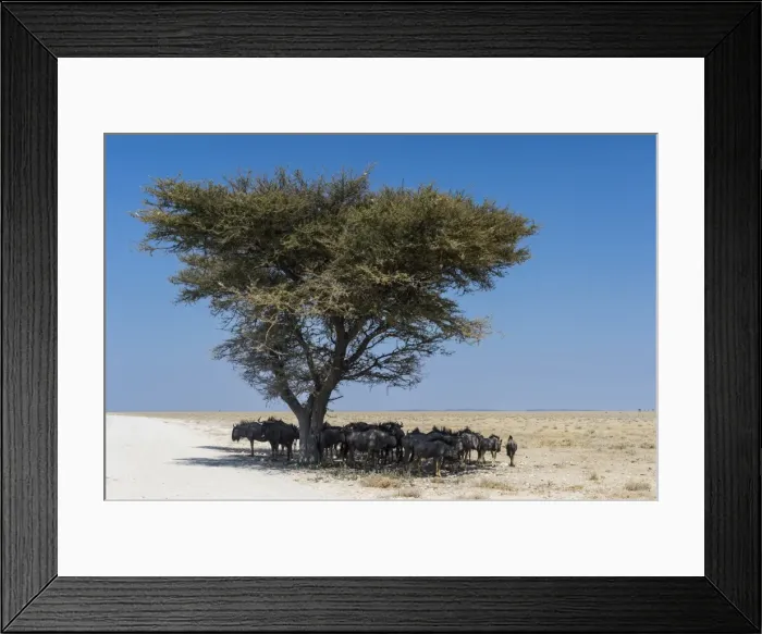 Framed Print : Wildebeests under an acacia tree in the Etosha National Park, Namibia, Africa Framed Print : Wildebeests under an acacia tree in the Etosha National Park, Namibia, Africa