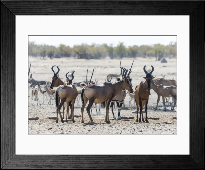 Framed Print : Etosha National Park, Namibia, Africa Framed Print : Etosha National Park, Namibia, Africa