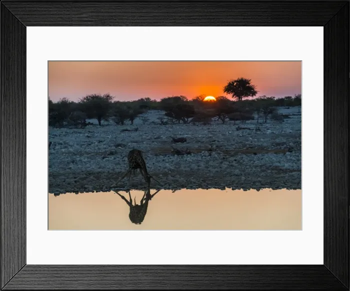 Framed Print : Giraffe reflected in the water of a waterhole, Okaukuejo Rest Camp, Etosha National Park Framed Print : Giraffe reflected in the water of a waterhole, Okaukuejo Rest Camp, Etosha National Park