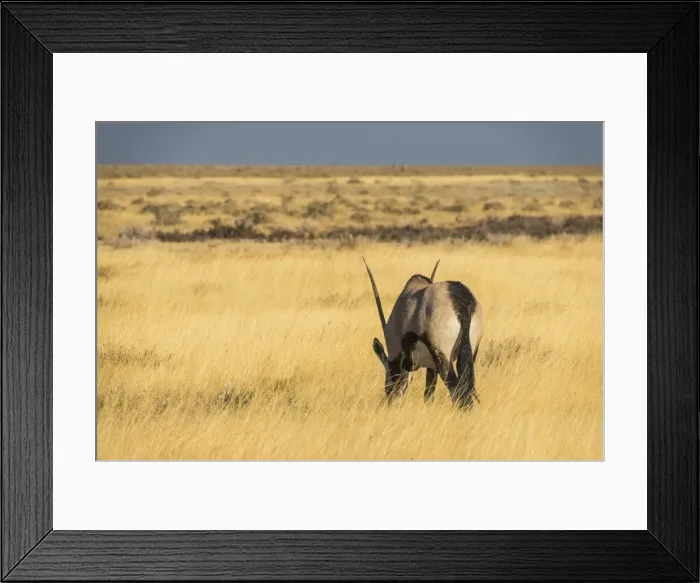 Framed Print : Male Gemsboks (Oryx gazella), Etosha National Park, Namibia, Africa Framed Print : Male Gemsboks (Oryx gazella), Etosha National Park, Namibia, Africa