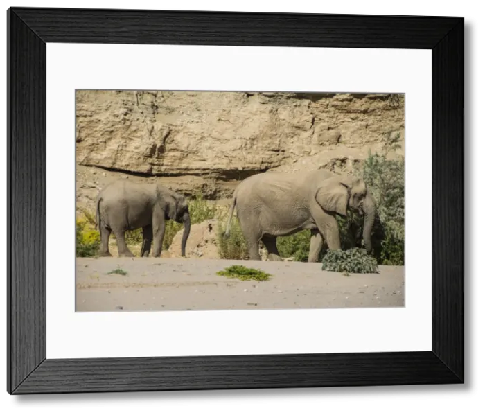 Framed Print : Desert elephant (African bush elephants) (Loxodonta africana), Khurab Reserve, northern Namibia Framed Print : Desert elephant (African bush elephants) (Loxodonta africana), Khurab Reserve, northern Namibia
