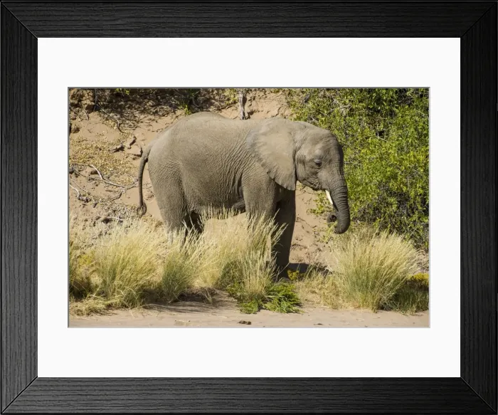 Framed Print : Desert elephant (African bush elephant) (Loxodonta africana), Khurab Reserve, northern Namibia Framed Print : Desert elephant (African bush elephant) (Loxodonta africana), Khurab Reserve, northern Namibia