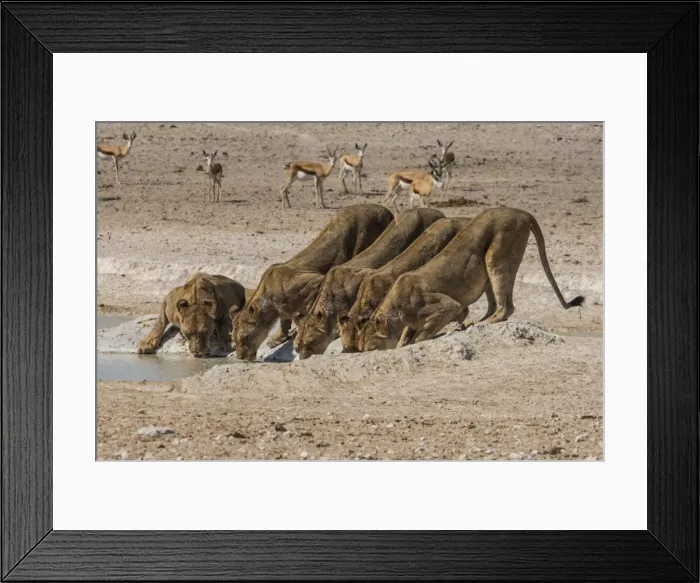 Framed Print : Lions (Panthera leo) at a waterhole in the Etosha National Park, Namibia, Africa Framed Print : Lions (Panthera leo) at a waterhole in the Etosha National Park, Namibia, Africa