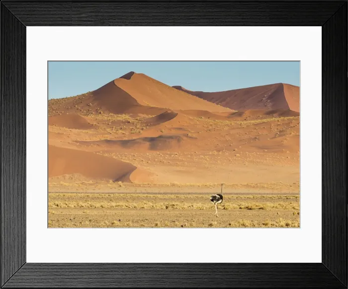 Framed Print : Ostrich wandering in front of a giant sand dune, Sossusvlei, Namib-Naukluft National Park Framed Print : Ostrich wandering in front of a giant sand dune, Sossusvlei, Namib-Naukluft National Park
