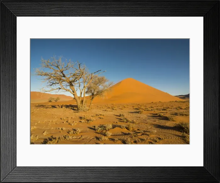 Framed Print : Acacia tree in front of the giant Sand Dune 45, Sossusvlei, Namib-Naukluft National Park Framed Print : Acacia tree in front of the giant Sand Dune 45, Sossusvlei, Namib-Naukluft National Park