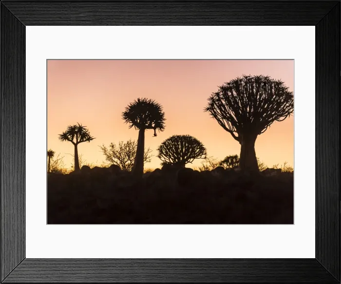 Framed Print : Quiver tree forest (Aloe dichotoma) at sunset, Gariganus farm, Keetmanshoop, Namibia Framed Print : Quiver tree forest (Aloe dichotoma) at sunset, Gariganus farm, Keetmanshoop, Namibia