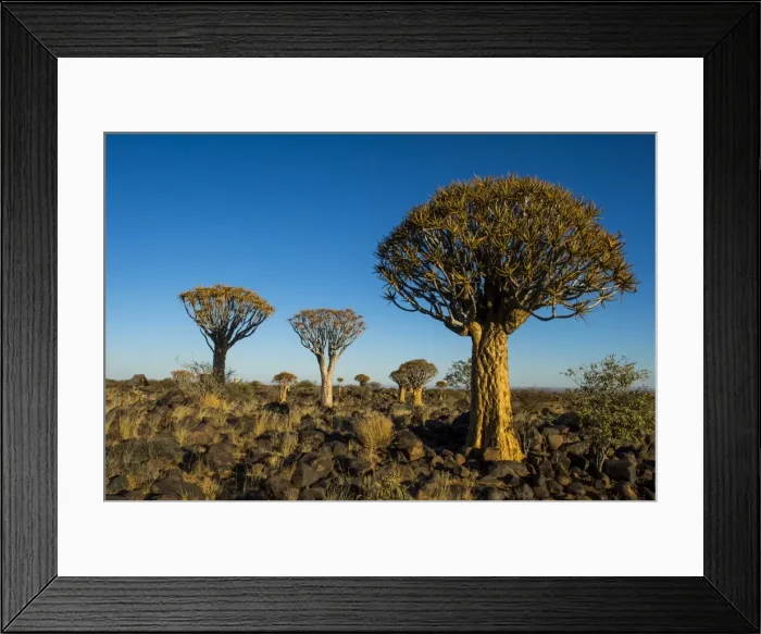 Framed Print : Quiver tree forest (Aloe dichotoma) at sunset, Gariganus farm, Keetmanshoop, Namibia Framed Print : Quiver tree forest (Aloe dichotoma) at sunset, Gariganus farm, Keetmanshoop, Namibia
