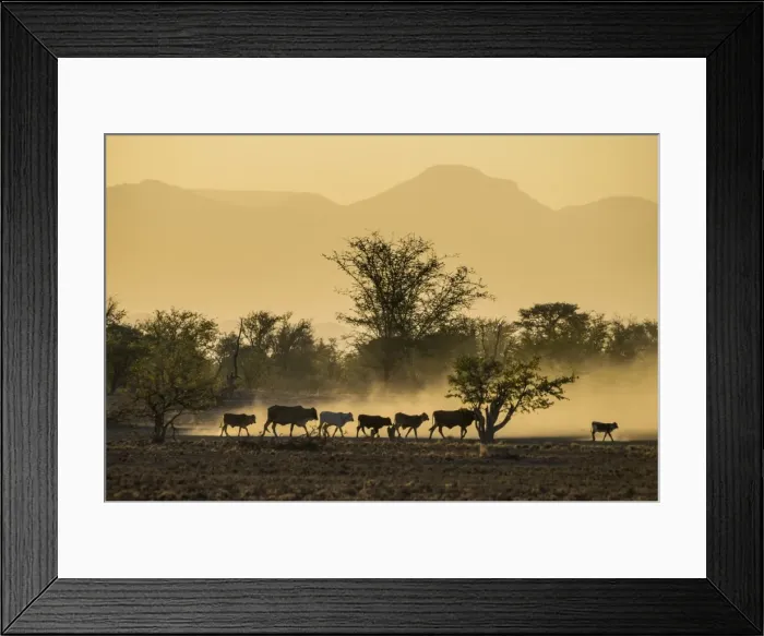 Framed Print : Backlight of cattle on way home at sunset, Twyfelfontein, Damaraland, Namibia, Africa Framed Print : Backlight of cattle on way home at sunset, Twyfelfontein, Damaraland, Namibia, Africa