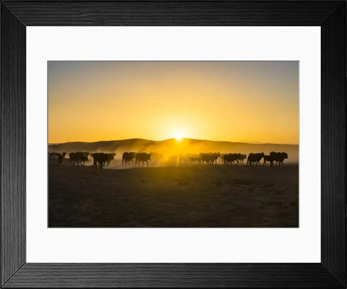 Framed Print : Backlight of cattle on way home at sunset, Twyfelfontein, Damaraland, Namibia, Africa Framed Print : Backlight of cattle on way home at sunset, Twyfelfontein, Damaraland, Namibia, Africa