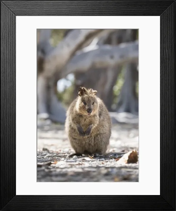 Framed Print : Quokka (Setonix brachyurus), Rottnest Island, Australia, Pacific Framed Print : Quokka (Setonix brachyurus), Rottnest Island, Australia, Pacific