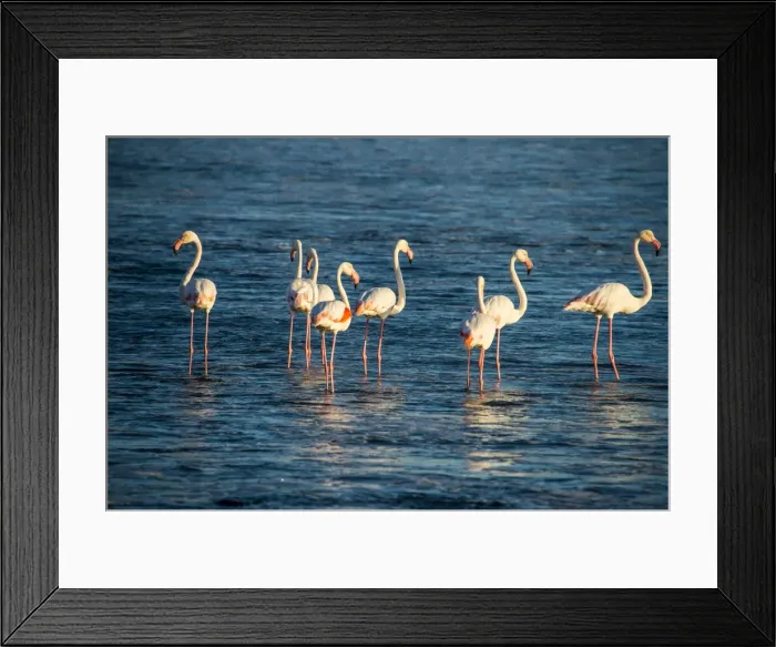 Framed Print : Flamingos in the water (Phoenicopteridae), Luderitz, Namibia, Africa