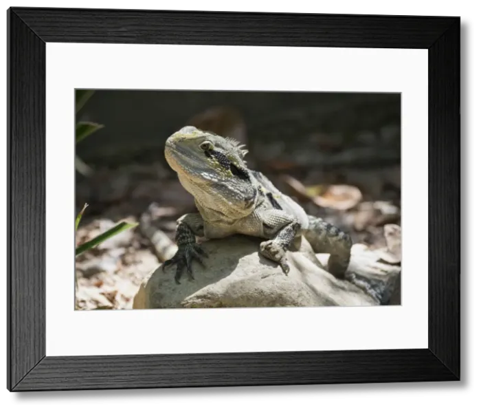 Framed Print : Monitor Lizard (Goanna) (Varanus), captive, Australia, Pacific Framed Print : Monitor Lizard (Goanna) (Varanus), captive, Australia, Pacific