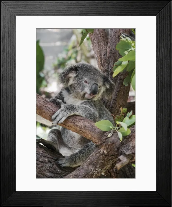 Framed Print : Koala (Phascularctos cinereus), captive, Australia, Pacific Framed Print : Koala (Phascularctos cinereus), captive, Australia, Pacific