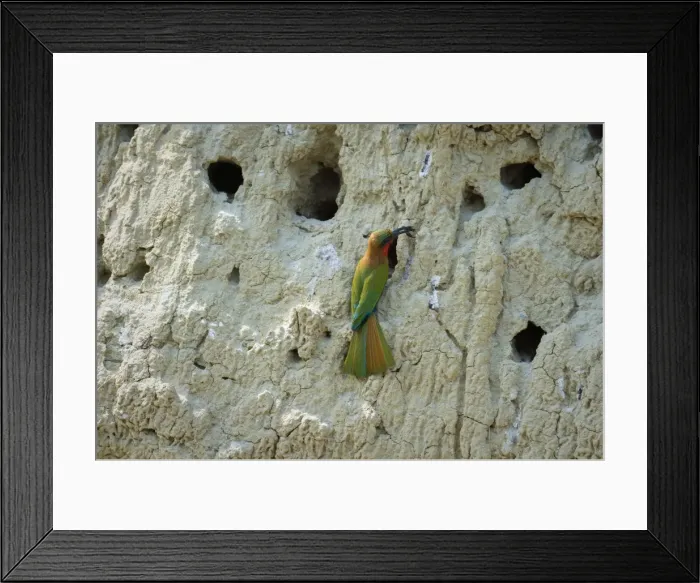 Framed Print : Red throated Bee-eater (Merops bulocki), Uganda, Africa Framed Print : Red throated Bee-eater (Merops bulocki), Uganda, Africa