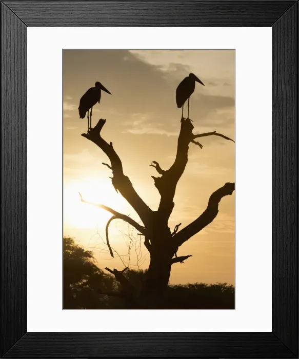 Framed Print : Marabou Stork (Leptoptilos crumenifer), Uganda, Africa Framed Print : Marabou Stork (Leptoptilos crumenifer), Uganda, Africa