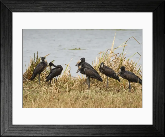 Framed Print : African Open-billed Stork (African openbill) (Openbill stork) (Aanastomus lamelligerus) Framed Print : African Open-billed Stork (African openbill) (Openbill stork) (Aanastomus lamelligerus)