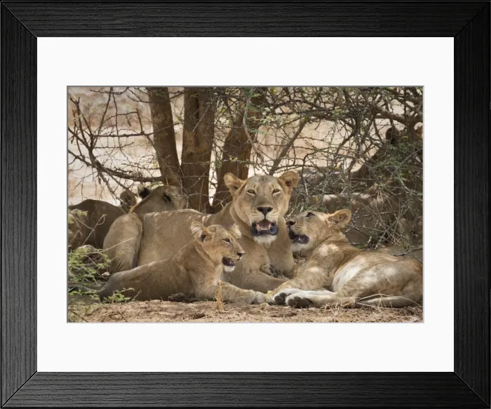 Framed Print : Lion (Panthera leo), Uganda, Africa Framed Print : Lion (Panthera leo), Uganda, Africa