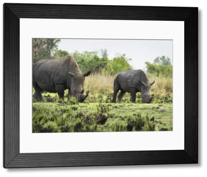Framed Print : White Rhinoceros (Ceratotherium simum), Uganda, Africa Framed Print : White Rhinoceros (Ceratotherium simum), Uganda, Africa