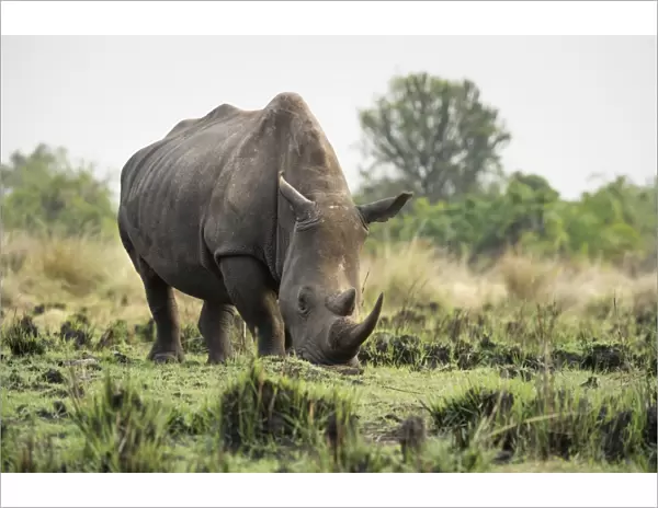 White Rhinoceros (Ceratotherium simum), Uganda, Africa