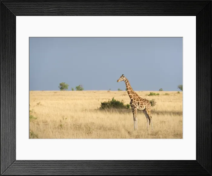 Framed Print : Giraffe (Giraffa camelopardis), Uganda, Africa Framed Print : Giraffe (Giraffa camelopardis), Uganda, Africa
