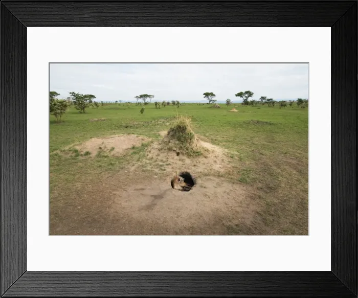 Framed Print : Spotted Hyena (Crocuta crocuta), Ishasha, Uganda, Africa Framed Print : Spotted Hyena (Crocuta crocuta), Ishasha, Uganda, Africa