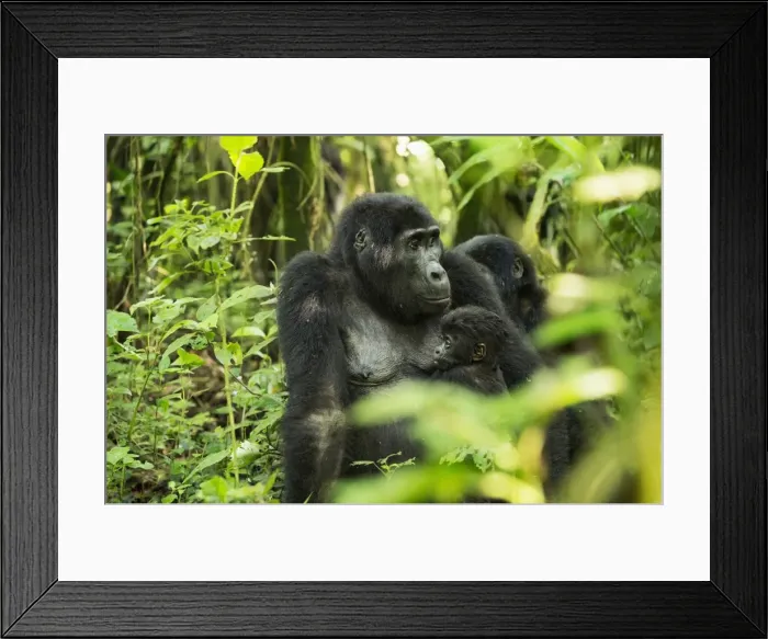 Framed Print : Mountain Gorilla (Beringei beringei), Bwindi Impenetrable Forest, UNESCO World Heritage Site