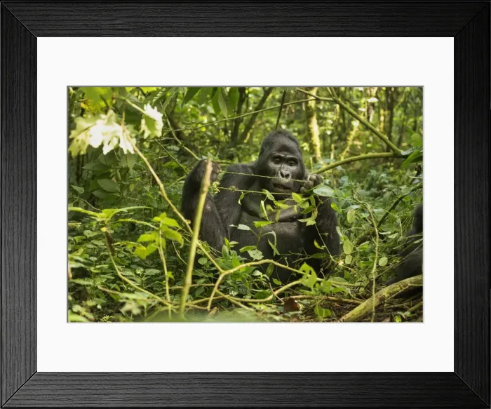 Framed Print : Mountain Gorilla (Beringei beringei), Bwindi Impenetrable Forest, UNESCO World Heritage Site Framed Print : Mountain Gorilla (Beringei beringei), Bwindi Impenetrable Forest, UNESCO World Heritage Site