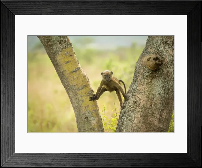 Framed Print : Olive Baboon (Anubis baboon), Ishasha, Uganda, Africa Framed Print : Olive Baboon (Anubis baboon), Ishasha, Uganda, Africa