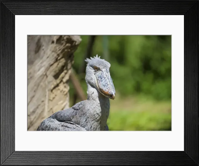 Framed Print : Shoebill (Balaeniceps rex), Uganda, Africa Framed Print : Shoebill (Balaeniceps rex), Uganda, Africa