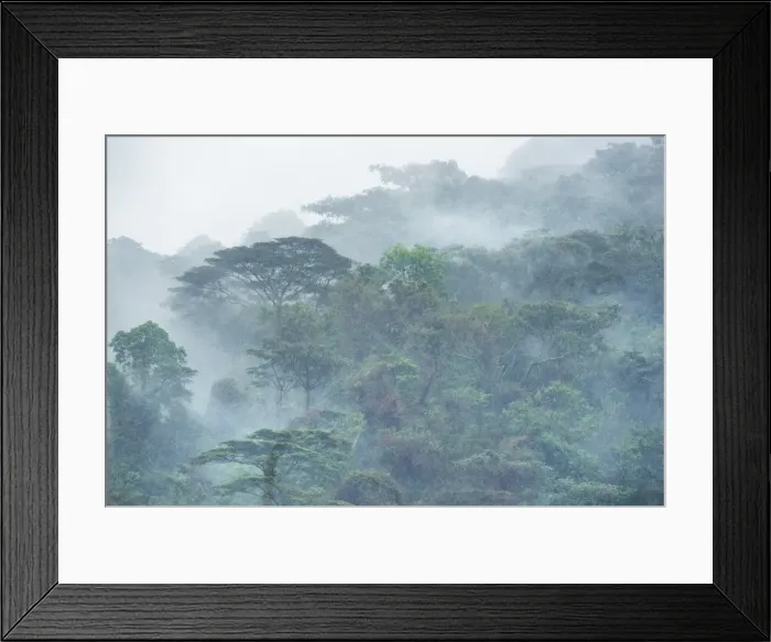 Framed Print : Bwindi Impenetrable Forest, UNESCO World Heritage Site, Uganda, Africa Framed Print : Bwindi Impenetrable Forest, UNESCO World Heritage Site, Uganda, Africa