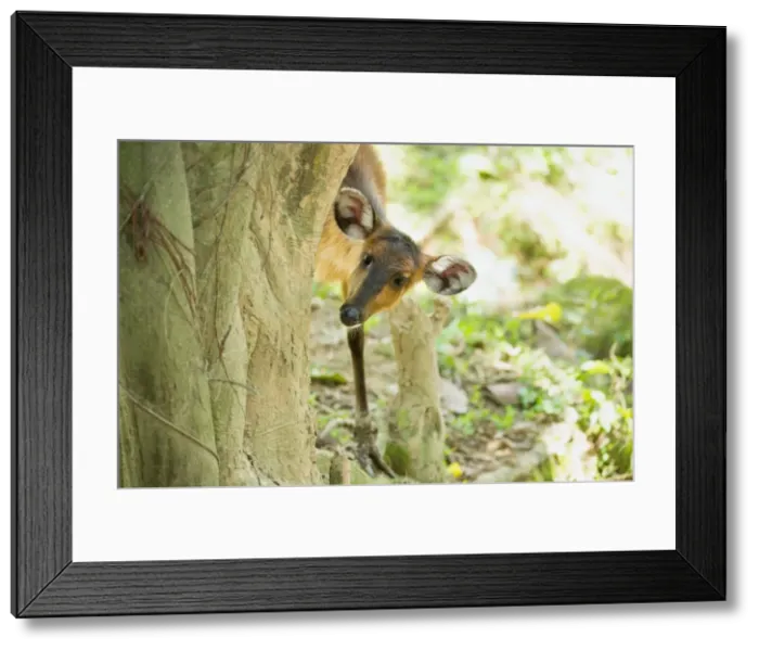 Framed Print : Common Duiker (Sylvicapra grimmia), Uganda, Africa Framed Print : Common Duiker (Sylvicapra grimmia), Uganda, Africa