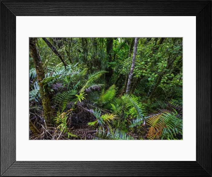 Framed Print : Waipoua Kauri Forest, Northland, North Island, New Zealand, Pacific Framed Print : Waipoua Kauri Forest, Northland, North Island, New Zealand, Pacific