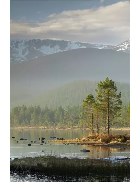 Sunrise over the Cairngorm Mountains and Loch Morlich, Scotland, United Kingdom, Europe
