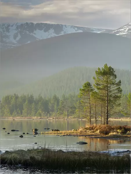 Sunrise over the Cairngorm Mountains and Loch Morlich, Scotland, United Kingdom, Europe