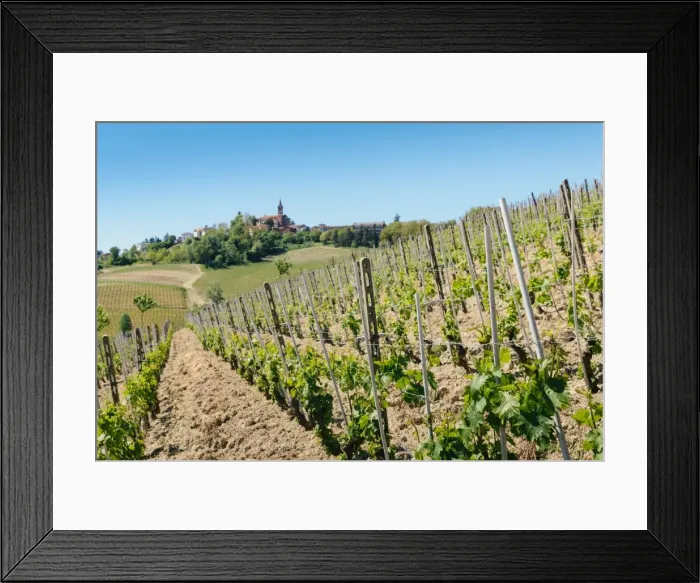 Framed Print : Vineyards in the Piedmont region of northern Italy, Europe Framed Print : Vineyards in the Piedmont region of northern Italy, Europe