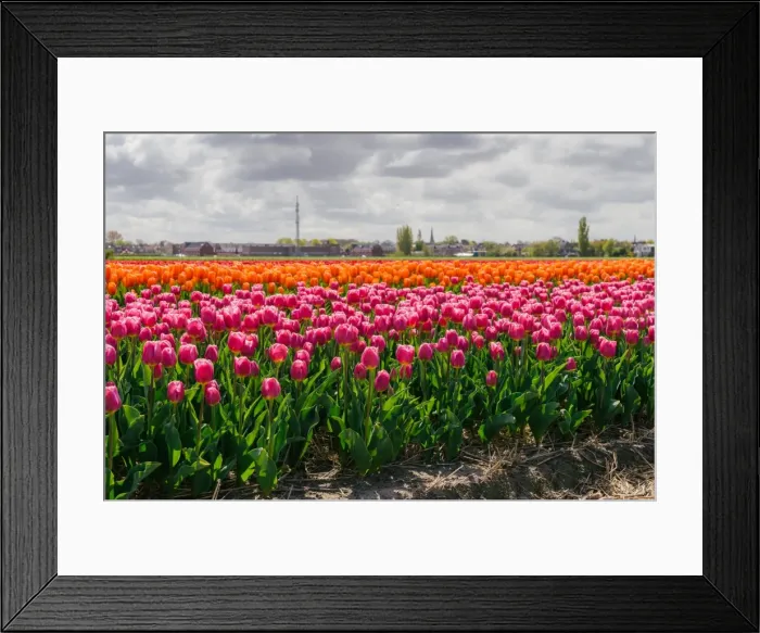 Framed Print : Bulbfields famous for colourful tulips, Lisse, The Netherlands, Europe