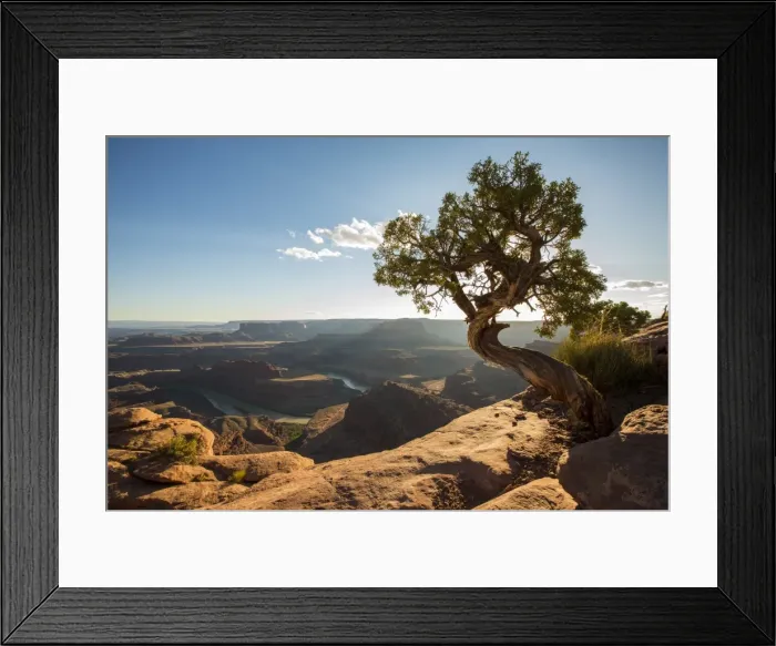 Framed Print : Tree and Colorado River in the background, Dead Horse Point State Park, Moab, Utah Framed Print : Tree and Colorado River in the background, Dead Horse Point State Park, Moab, Utah