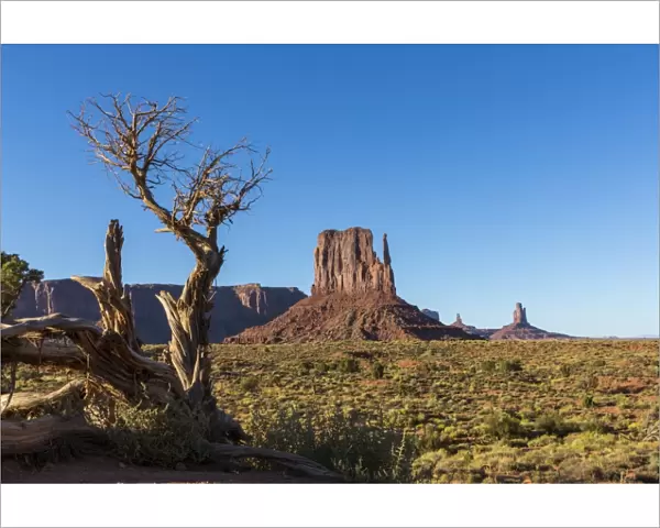 Rock formations and tree, Monument Valley, Navajo Tribal Park, Arizona, United States of America