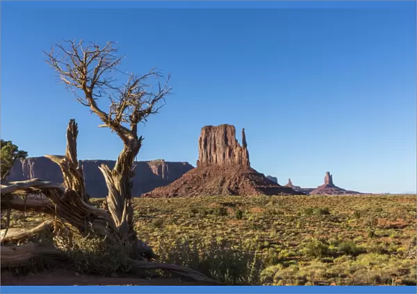 Rock formations and tree, Monument Valley, Navajo Tribal Park, Arizona, United States of America