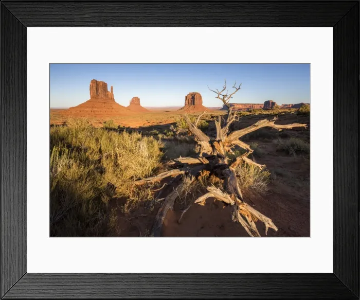 Framed Print : Dry tree and Monument Valley in the background, Navajo Tribal Park, Arizona, United Framed Print : Dry tree and Monument Valley in the background, Navajo Tribal Park, Arizona, United