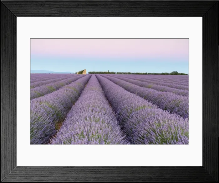 Framed Print : Ruins in a lavender field at dawn, Plateau de Valensole, Alpes-de-Haute-Provence Framed Print : Ruins in a lavender field at dawn, Plateau de Valensole, Alpes-de-Haute-Provence