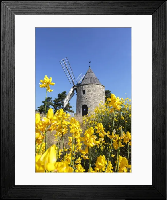 Framed Print : Saint-Elzear windmill with yellow flowers in the foreground, Montfuron, Alpes-de-Haute-Provence Framed Print : Saint-Elzear windmill with yellow flowers in the foreground, Montfuron, Alpes-de-Haute-Provence