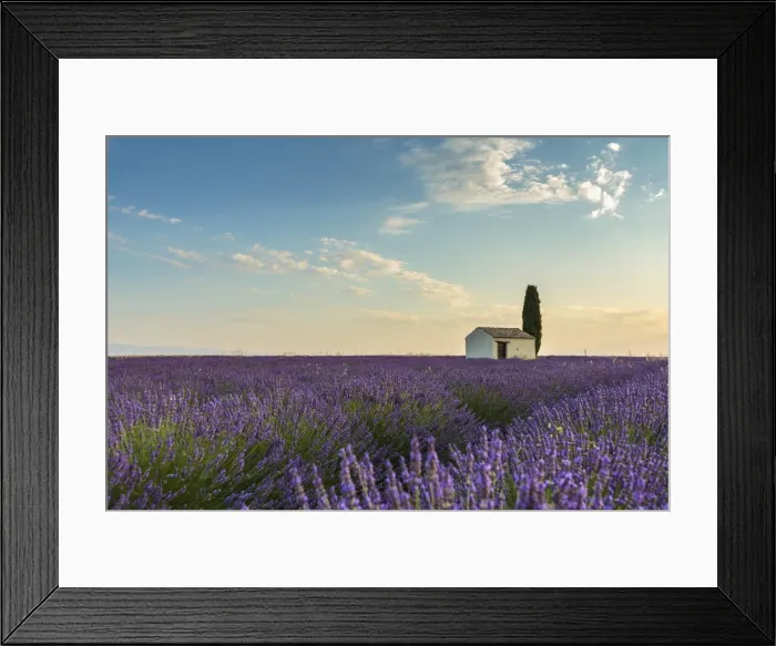 Framed Print : Rural house with tree in a lavender crop, Plateau de Valensole, Alpes-de-Haute-Provence Framed Print : Rural house with tree in a lavender crop, Plateau de Valensole, Alpes-de-Haute-Provence