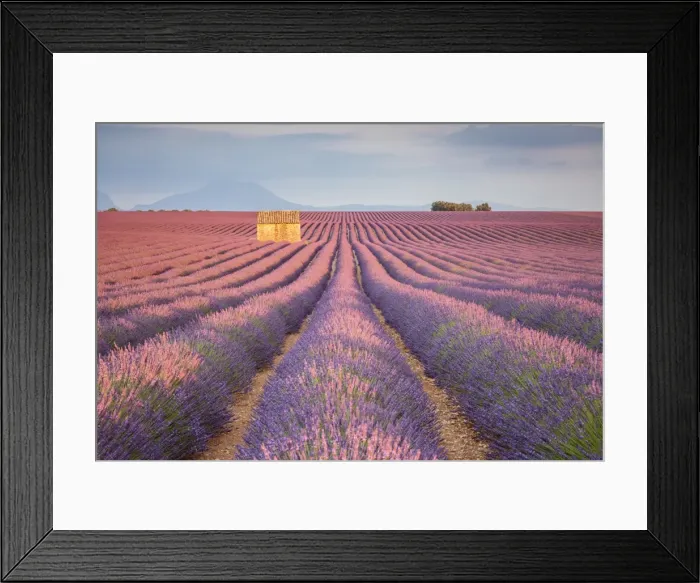 Framed Print : House in a lavender field at sunset, Plateau de Valensole, Alpes-de-Haute-Provence Framed Print : House in a lavender field at sunset, Plateau de Valensole, Alpes-de-Haute-Provence